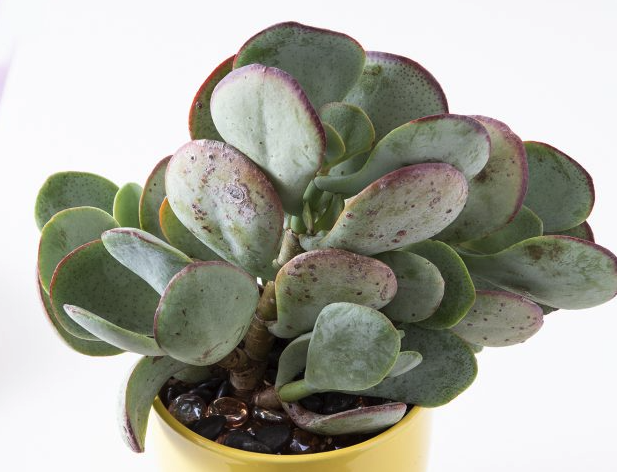 Crassula arborescens