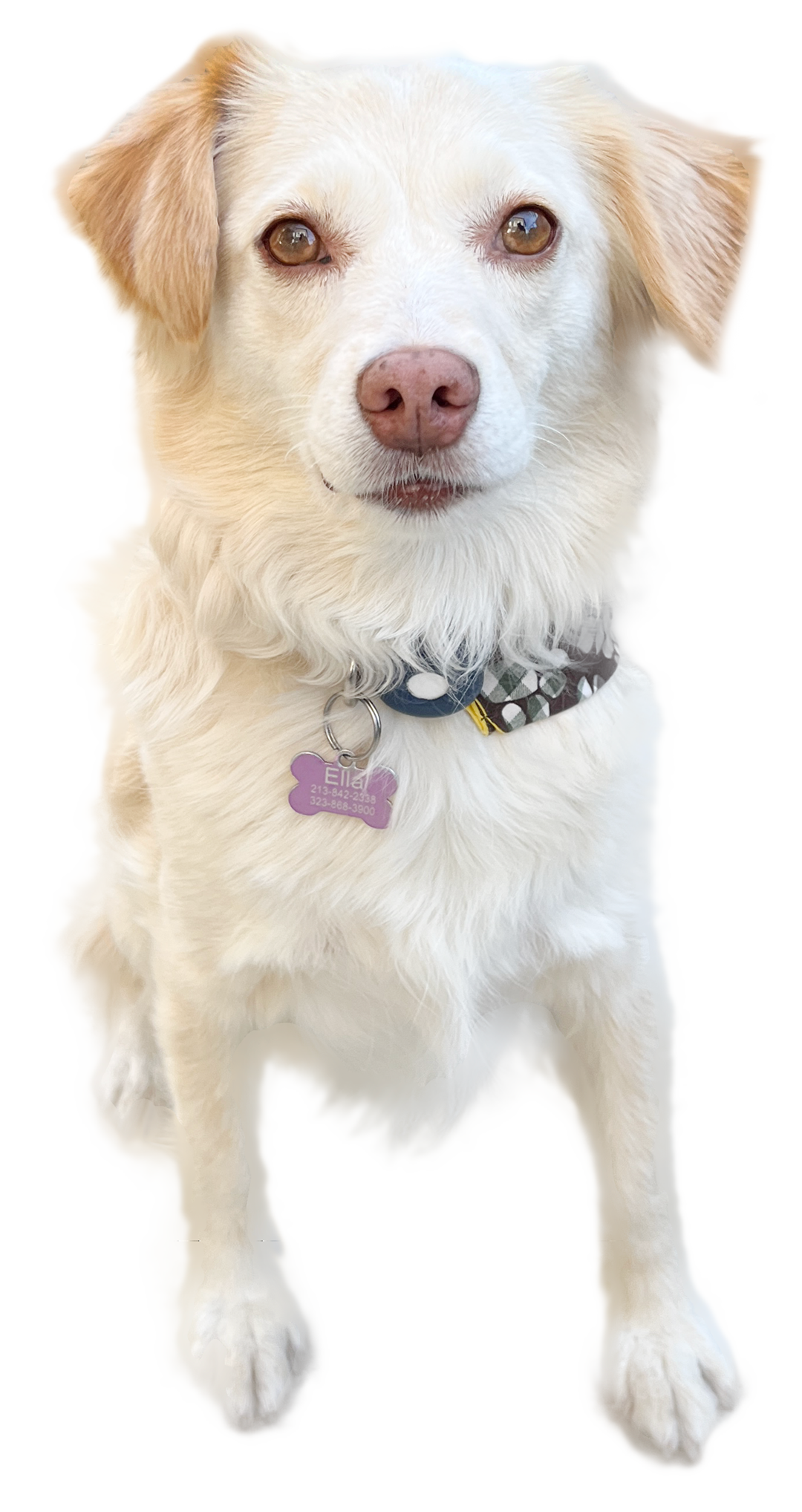 A cream-colored dog with brown eyes and a pink nose, sitting and looking at the camera, wearing a black collar with a pet tag and a patterned bandana.