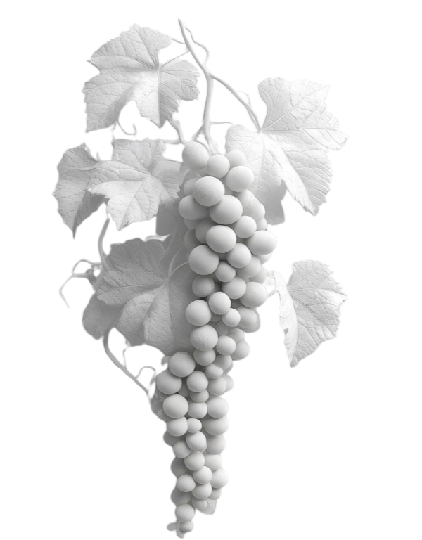 A monochrome image of a grape cluster hanging from a vine with large leaves.