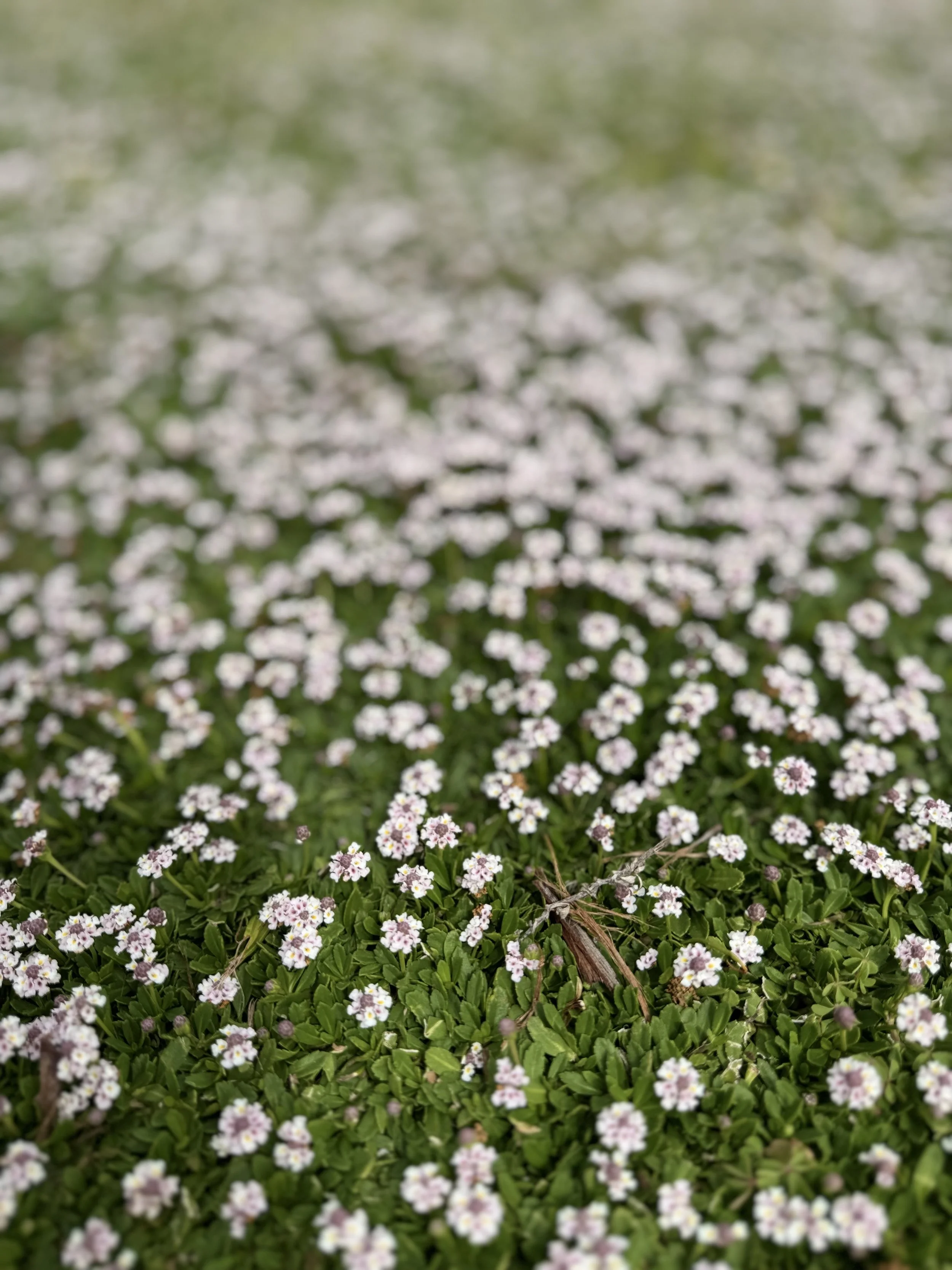 IMG_0521.jpeg