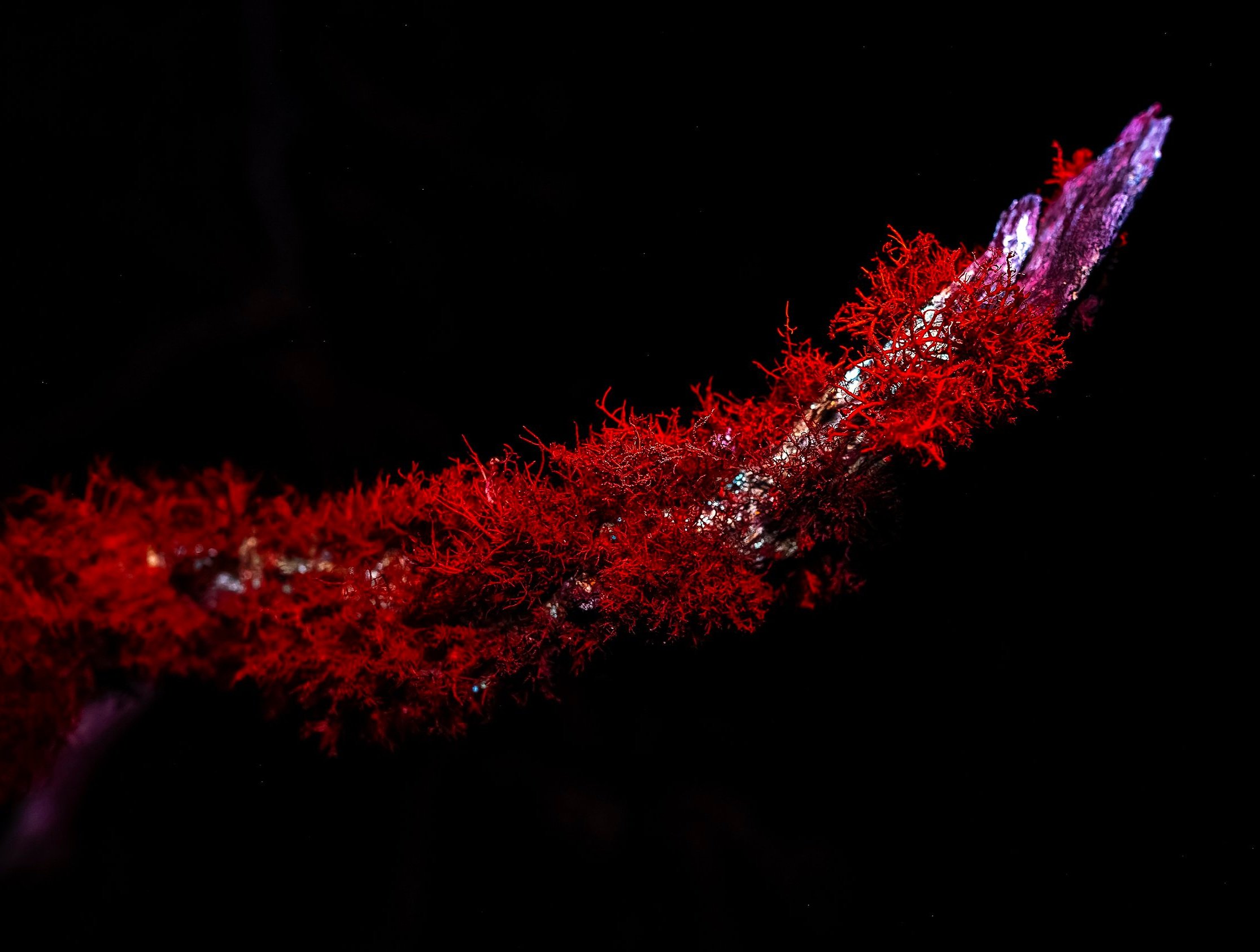 _A734342-ARW_DxO_DeepPRIMEXD.jpg