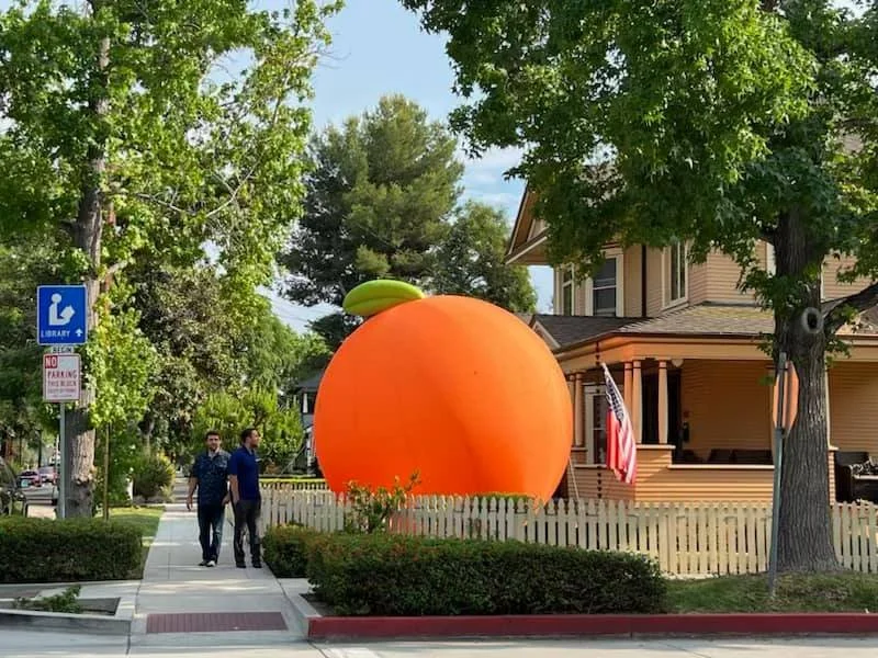 A large inflatable orange representing a peach or orange is in front of a house, surrounded by trees and a white picket fence.