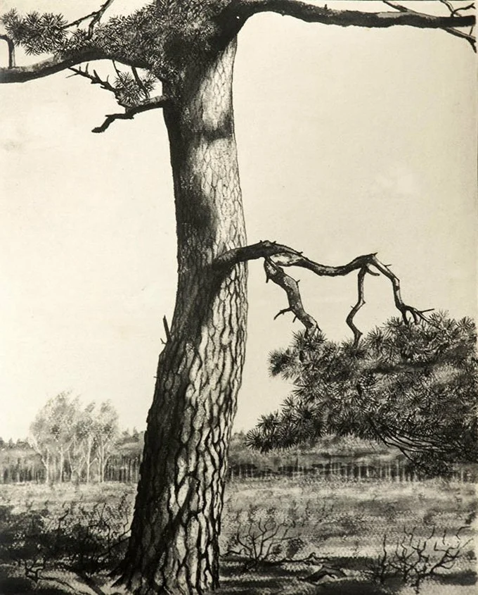 Frans-Copijn-bomen-den.jpg
