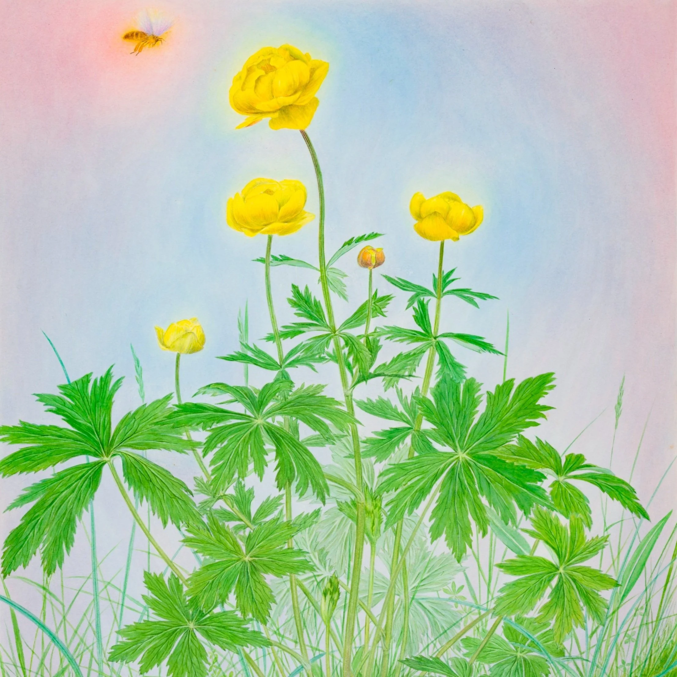 Schilderwerken Frans Copijn | Geneeskruiden