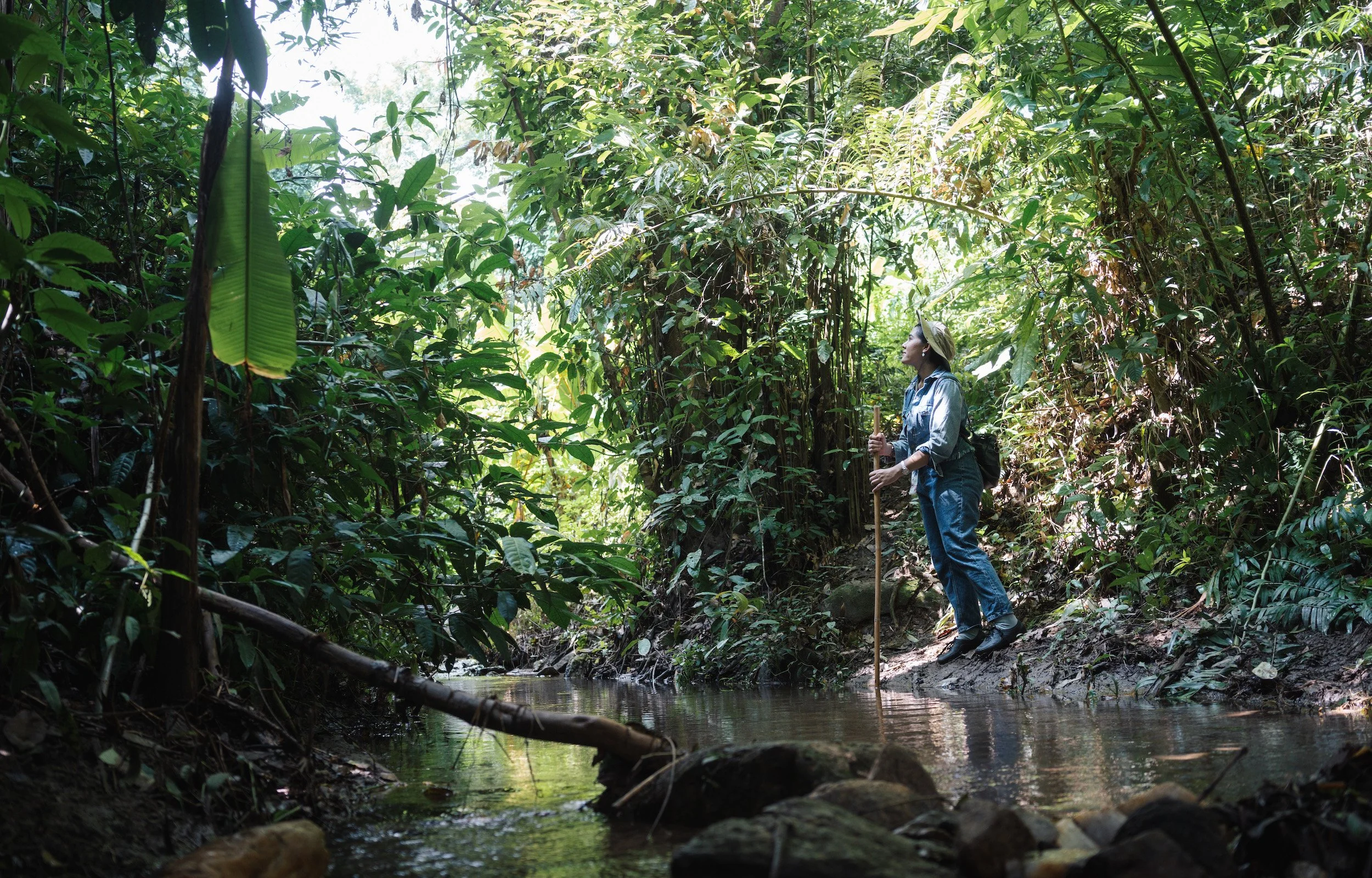Forest Bathing in Chiang Mai — Asian Oasis