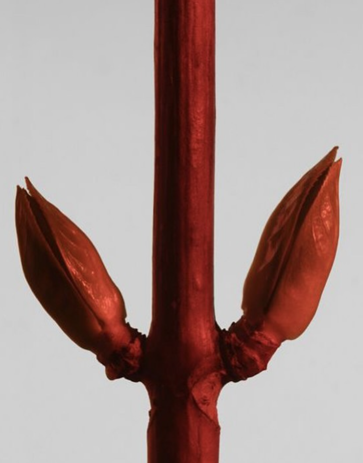 Screenshot 2025-04-22 114508.png