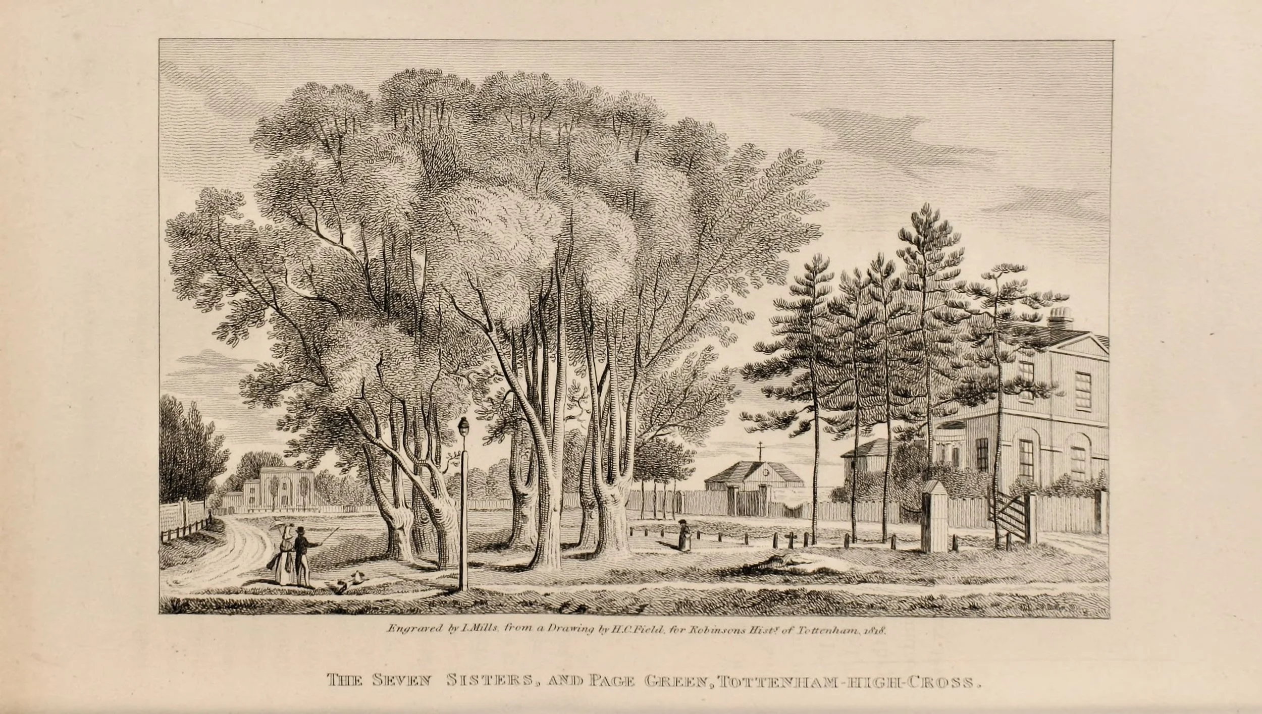 SevenSistersTrees_p44_HistoryTottenham_default.jpg