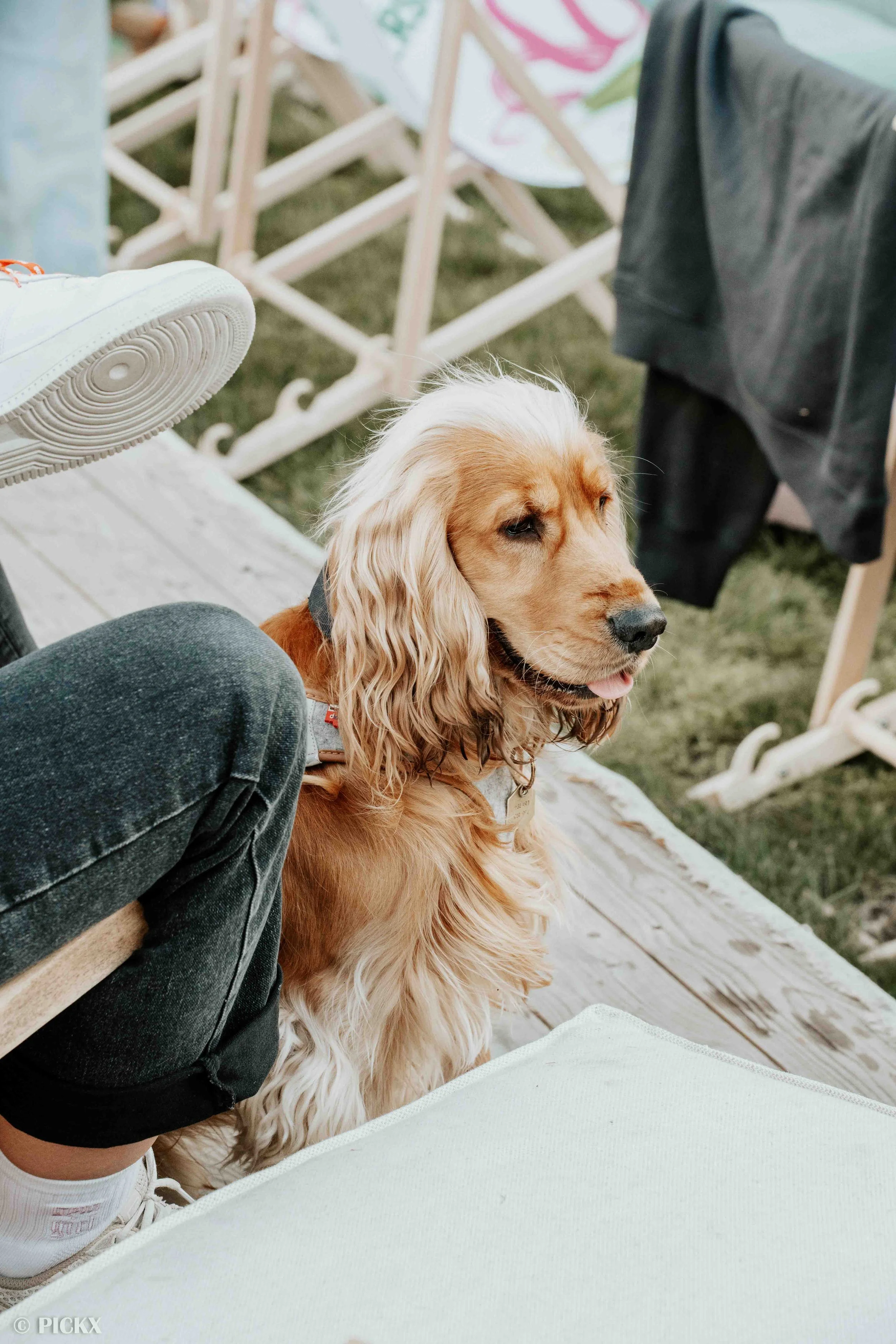 WOOFS-33.jpg