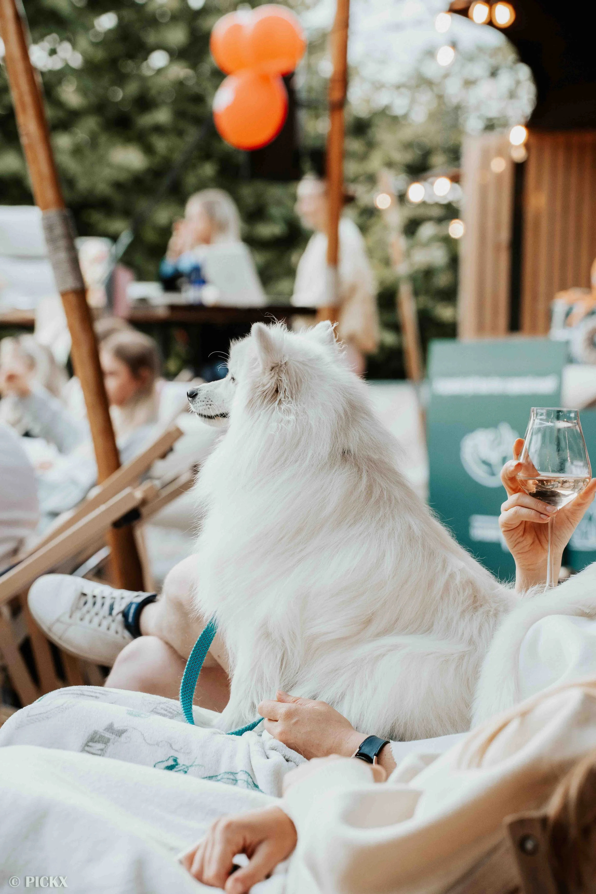 WOOFS-77.jpg