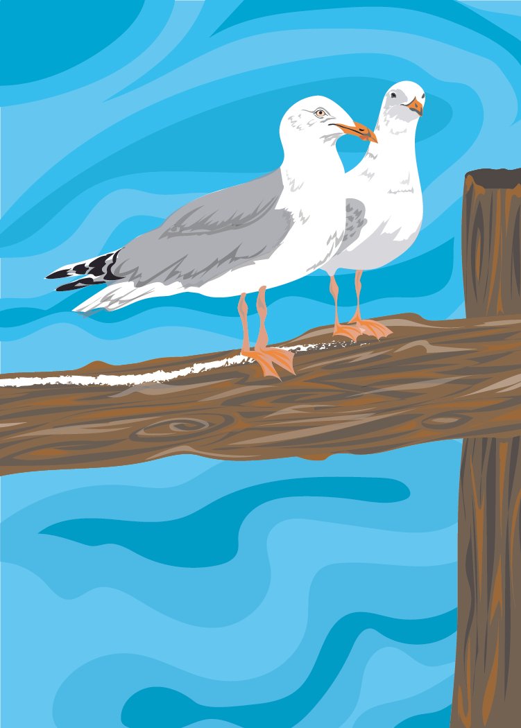 Herring Gull