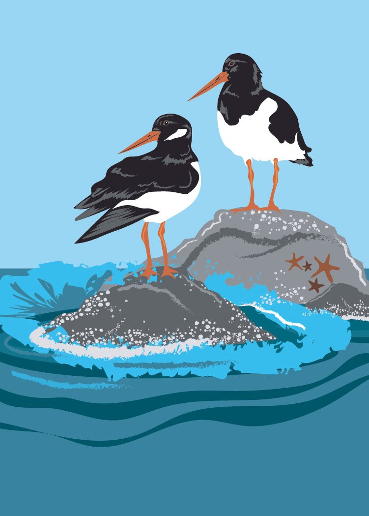 Oystercatcher