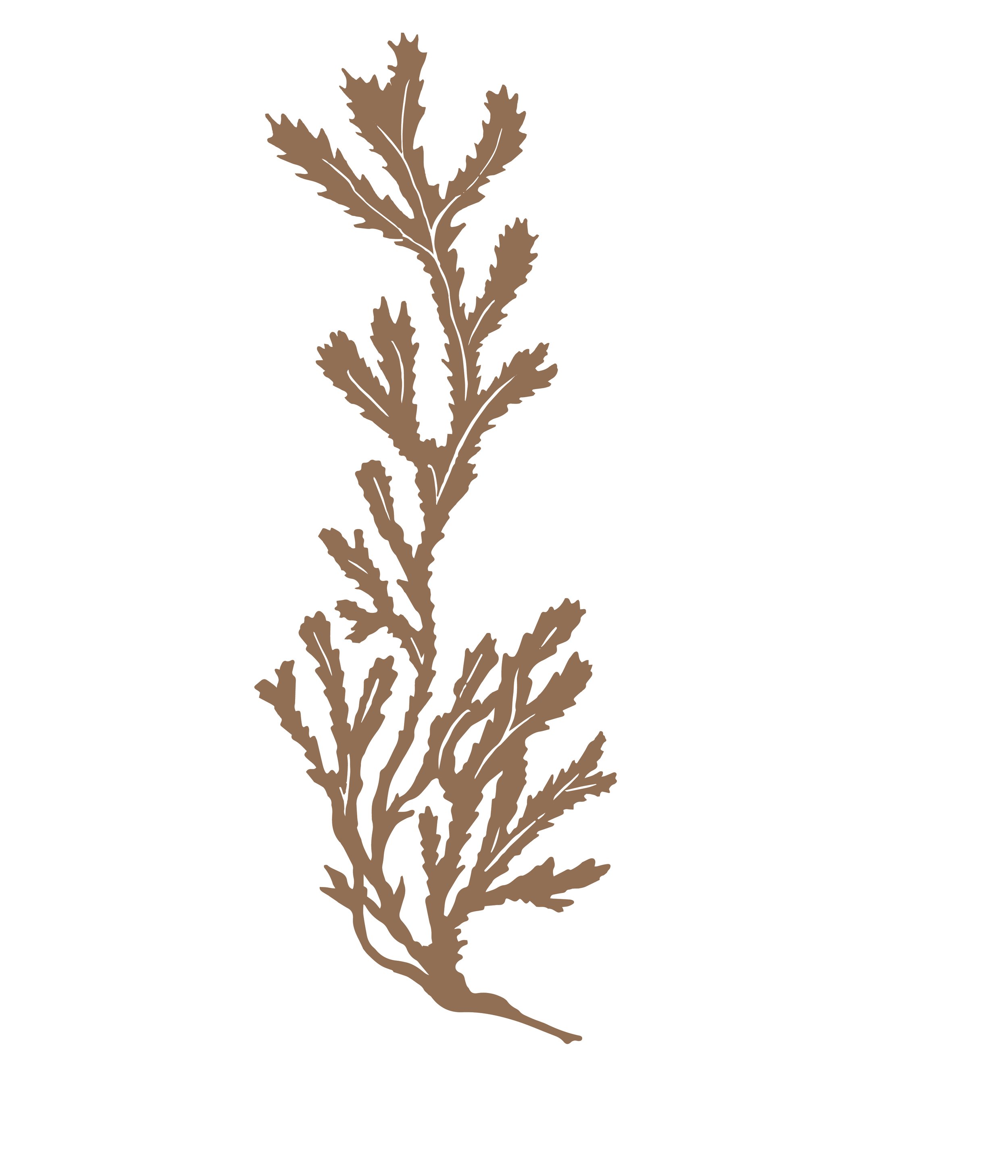 Fucus serratus
