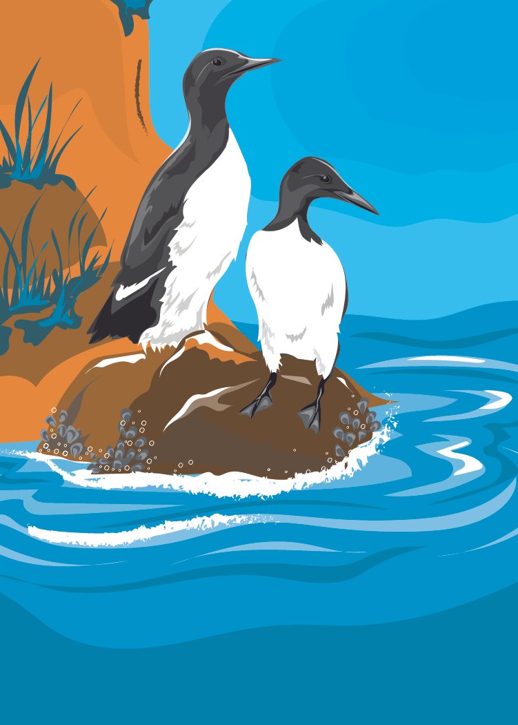 Common Guillemot