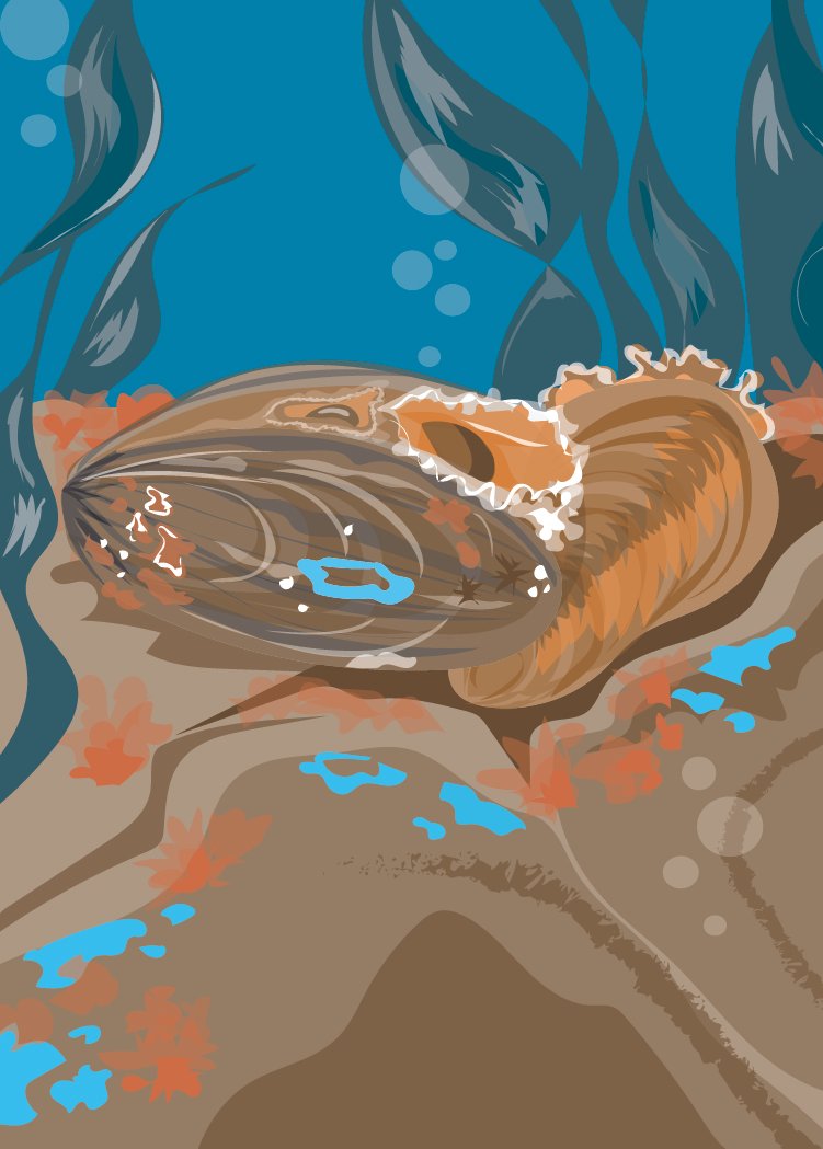 Horse Mussels