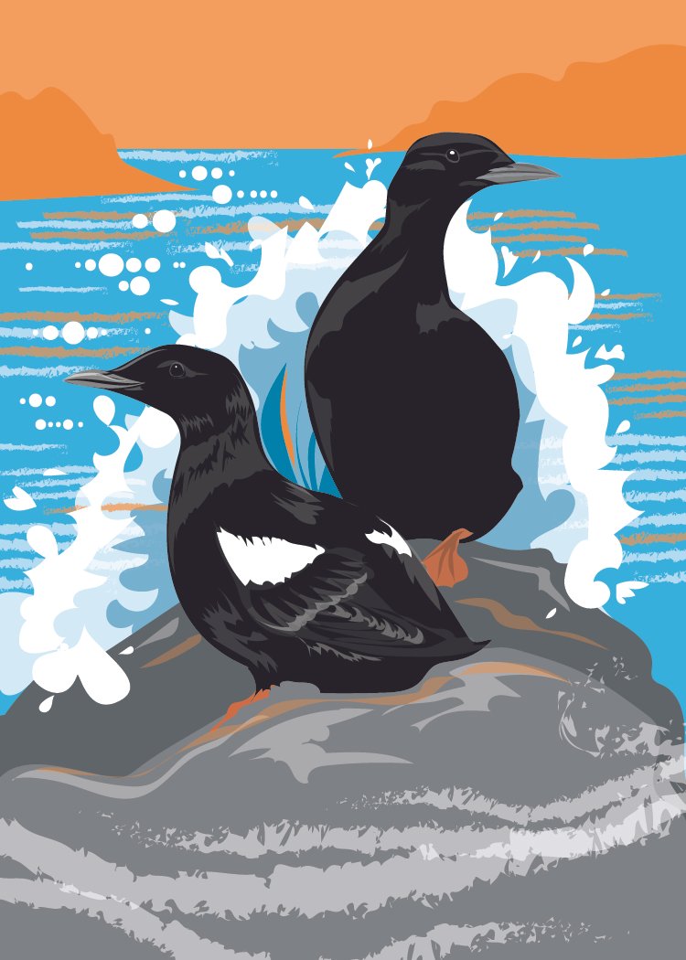 Black Guillemot