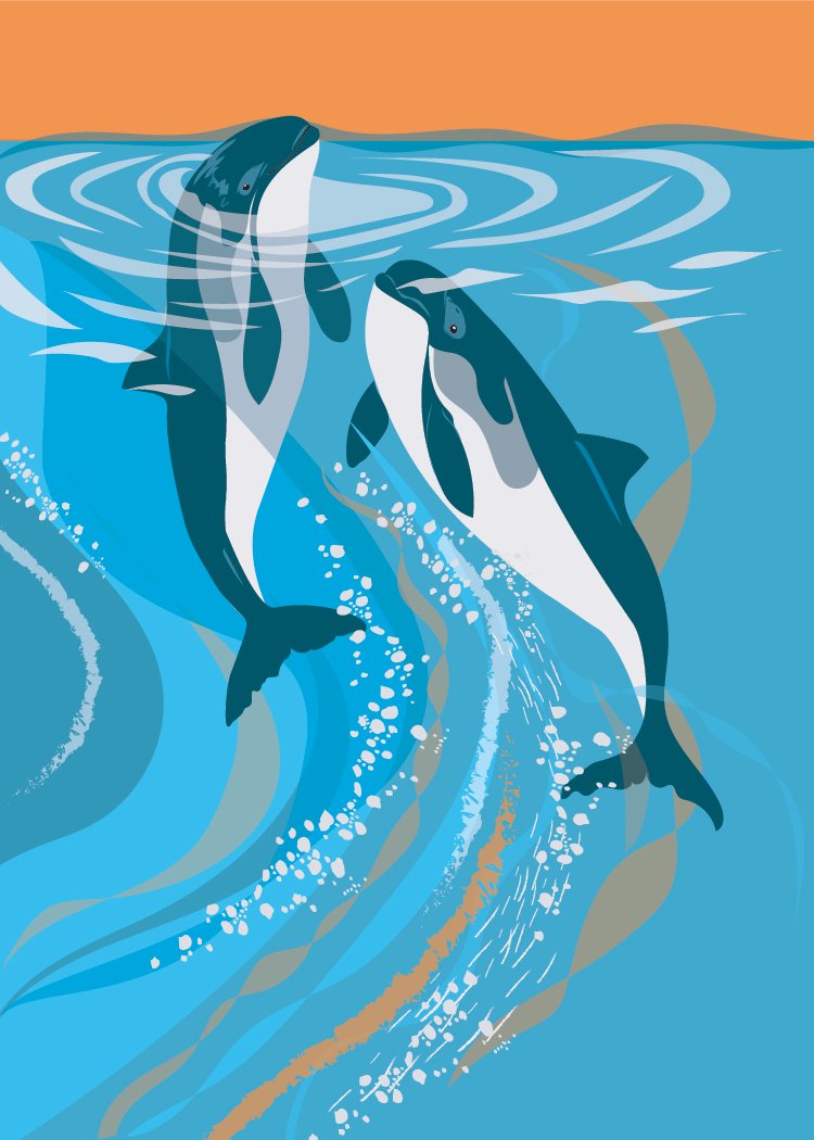 Harbour Porpoise