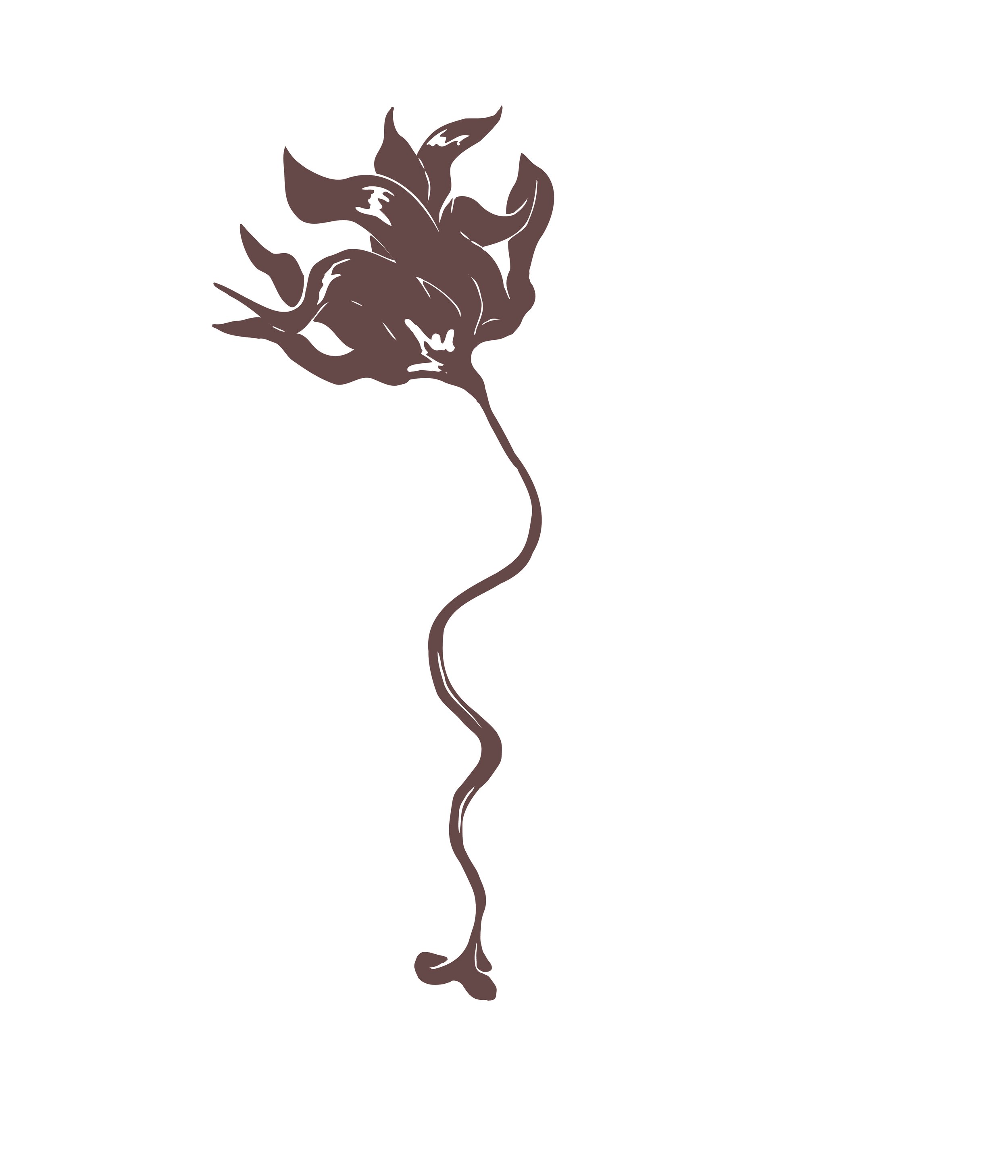 Laminaria hyperborea