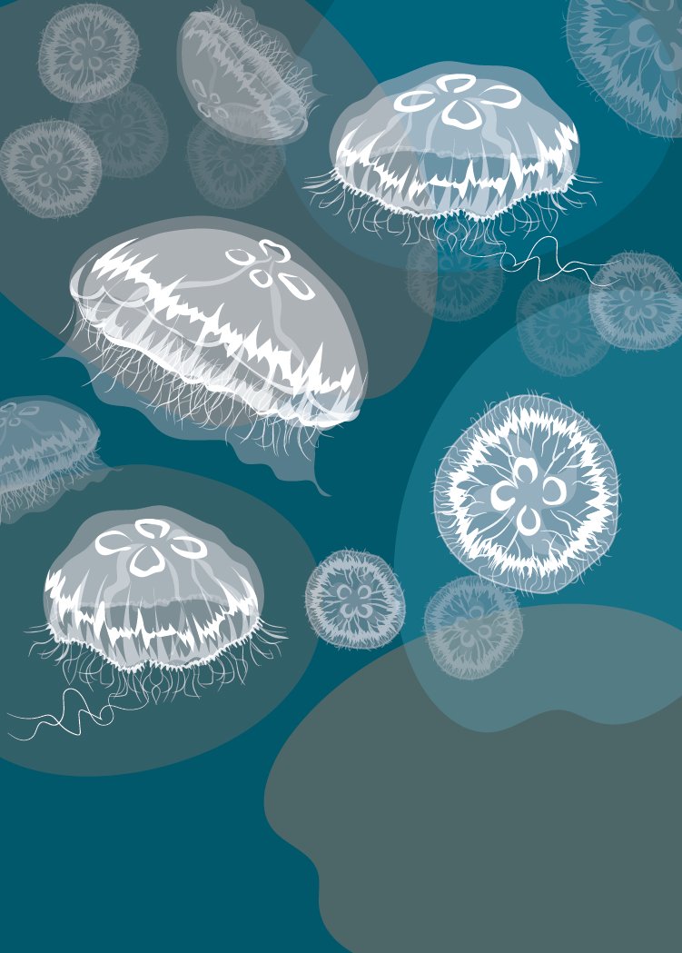 Moon Jelly