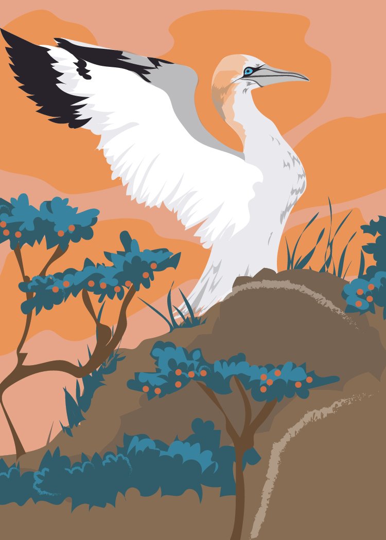 Gannet