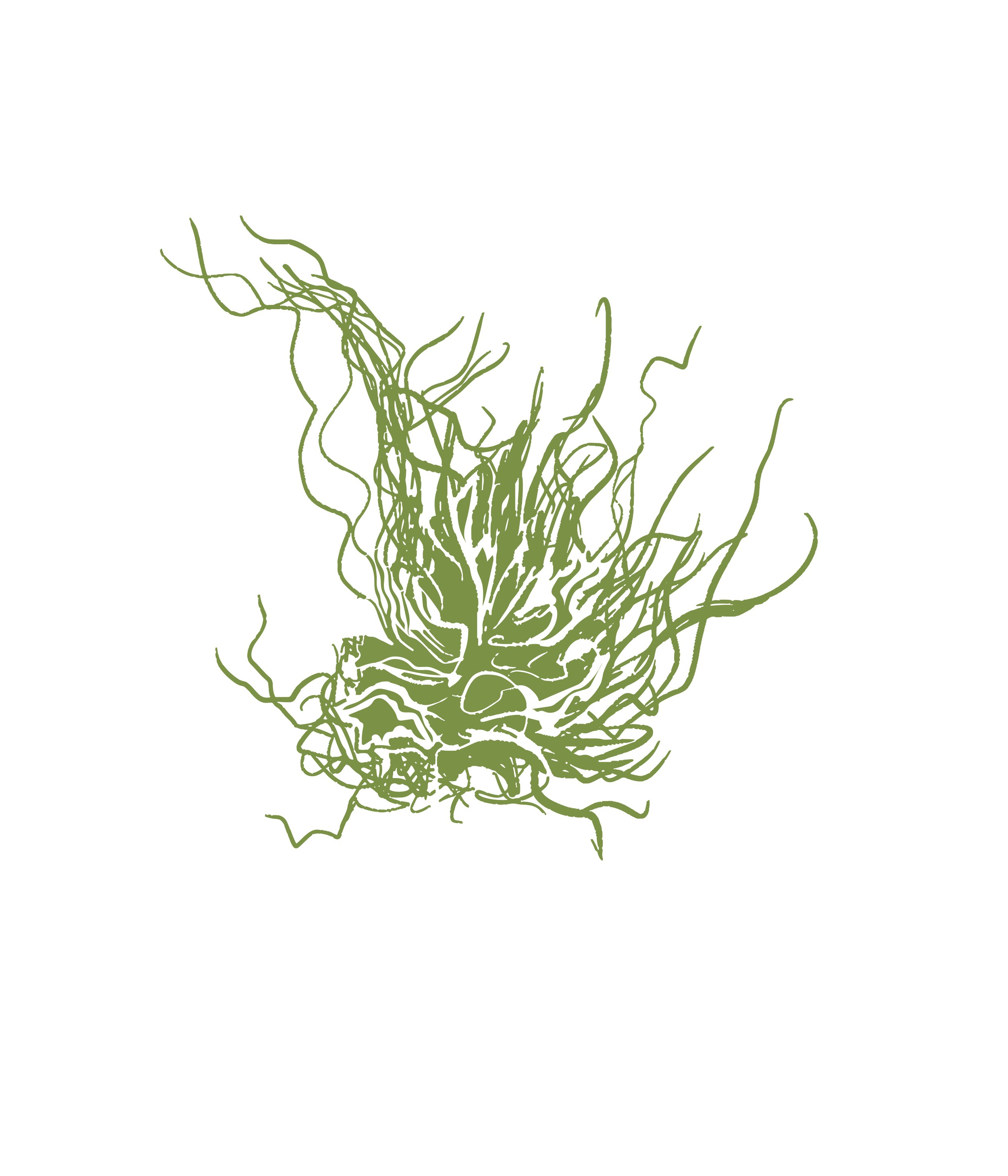 Ulva intestinalis