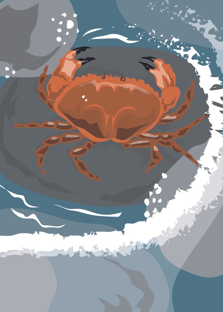 Brown Crab
