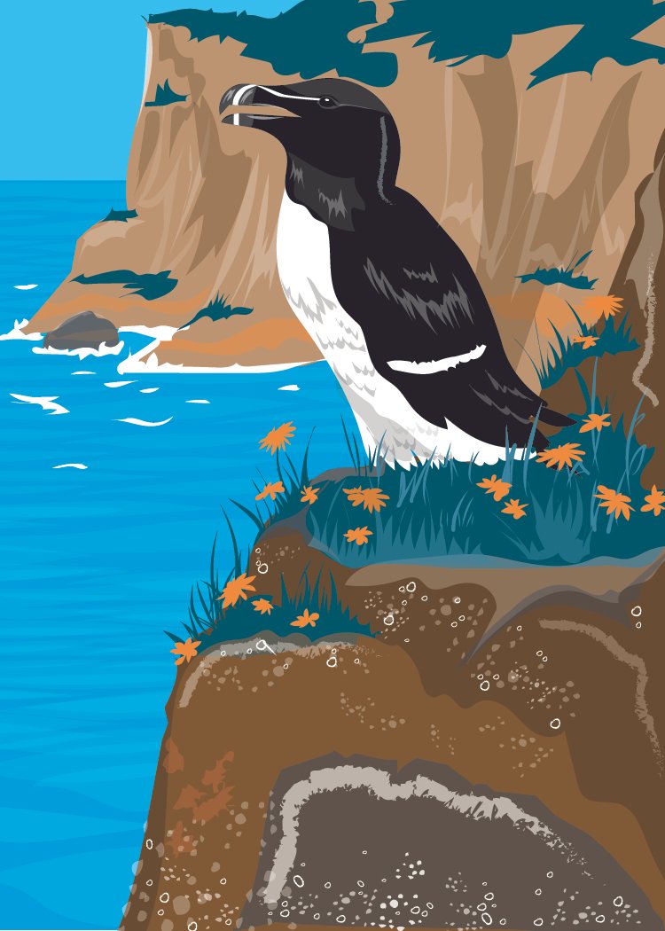 Razorbill