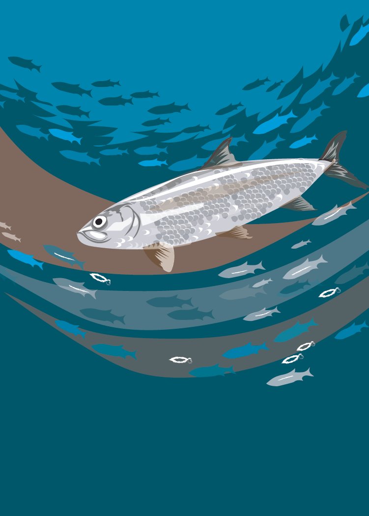 Herring