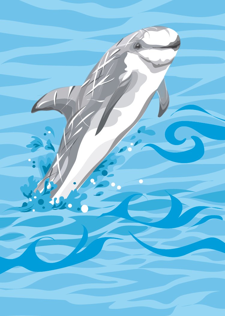 Risso’s Dolphin