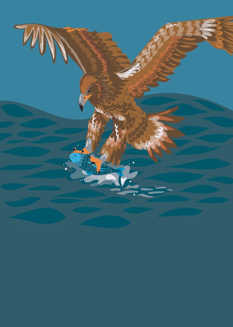 White-tailed Eagle