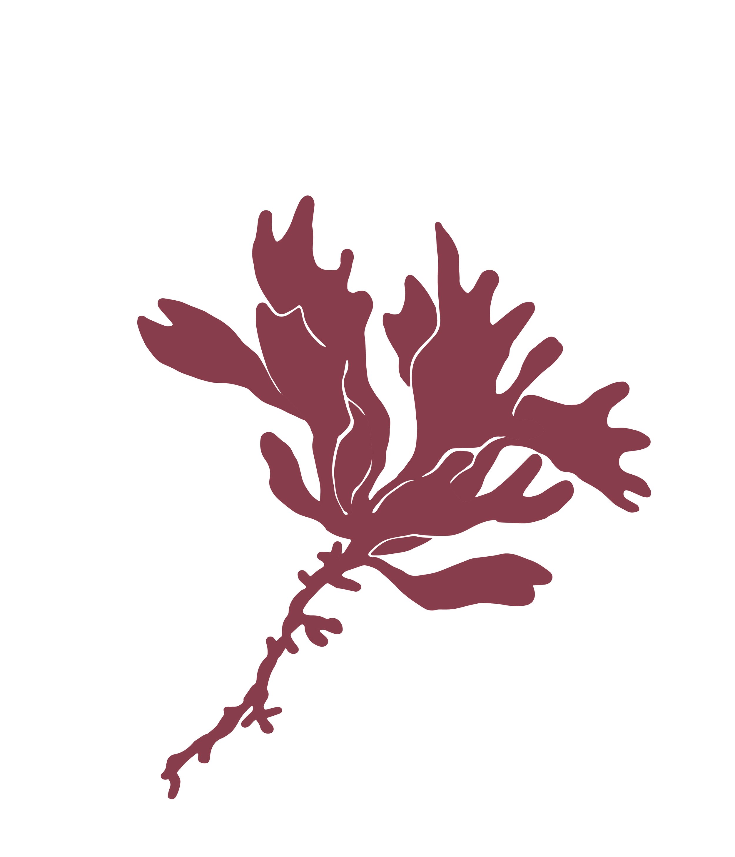Palmaria palmata