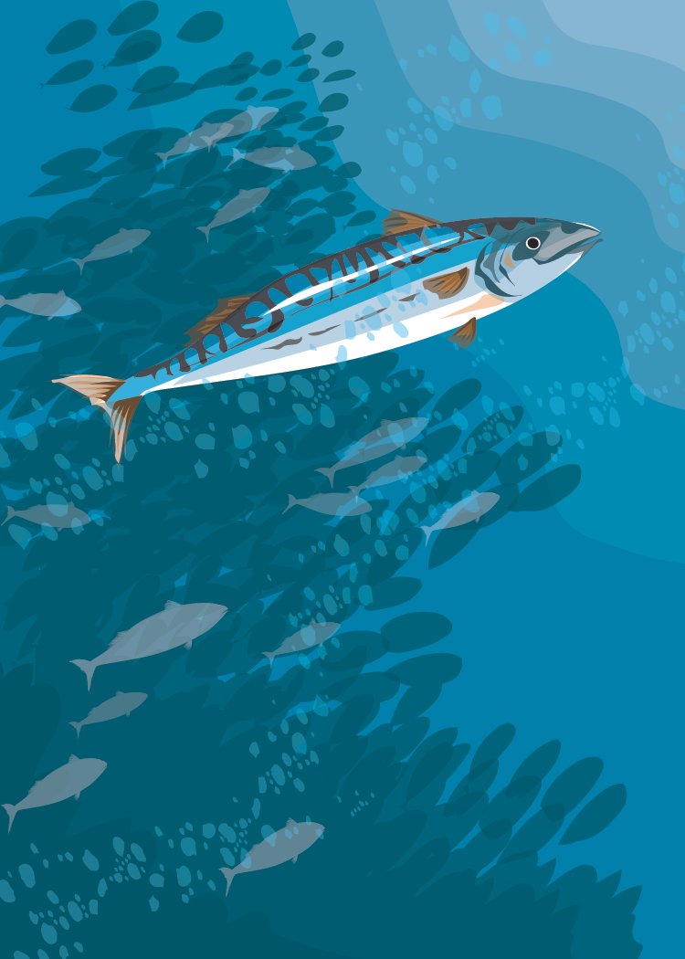 Mackerel