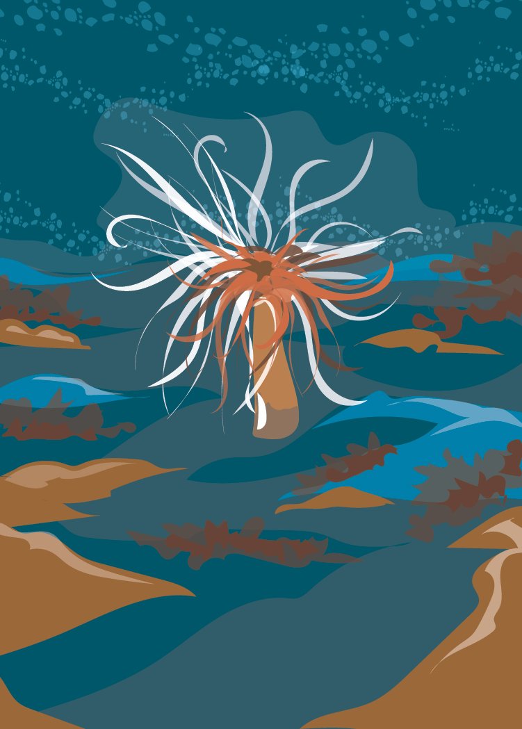 Firework Anenome