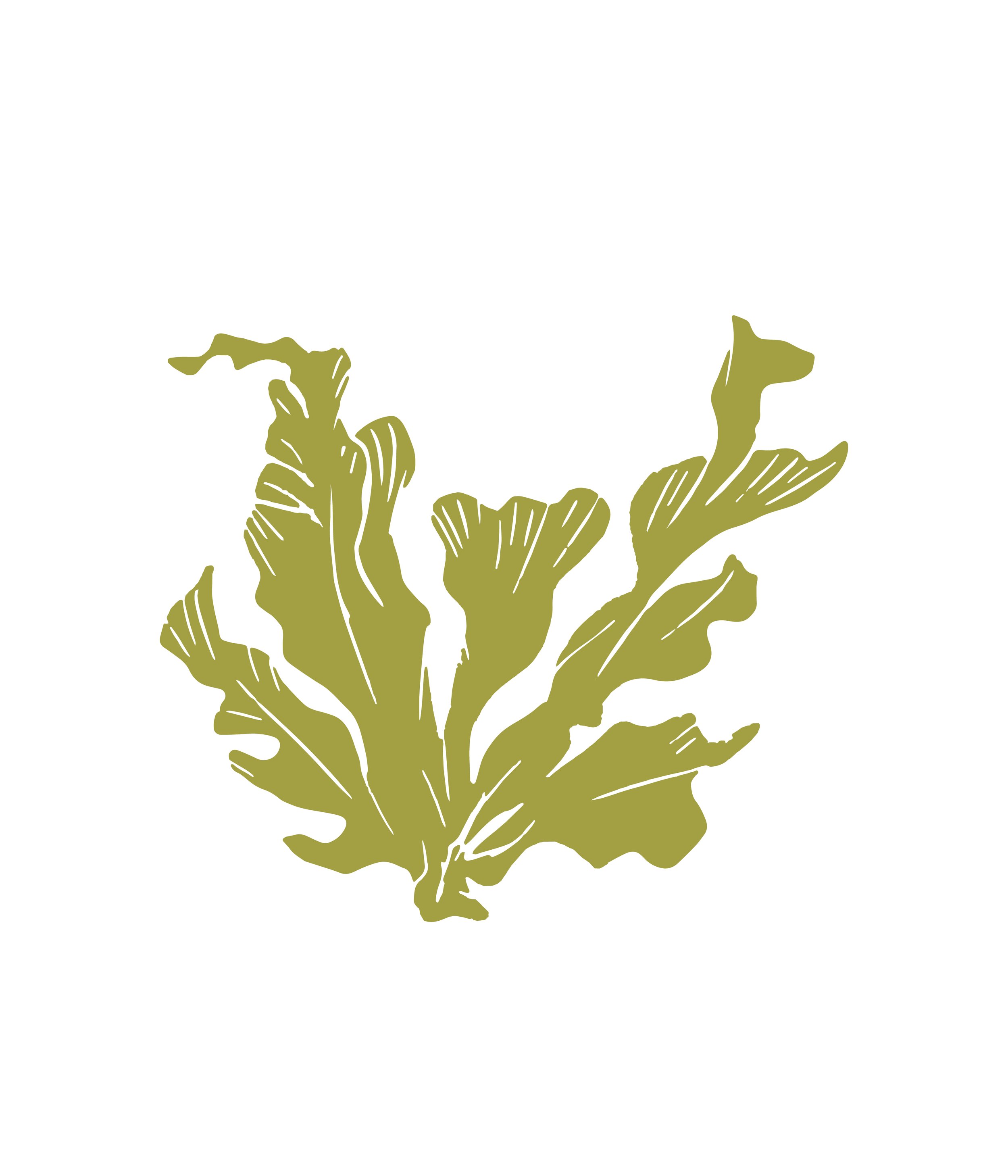 Ulva lactuca