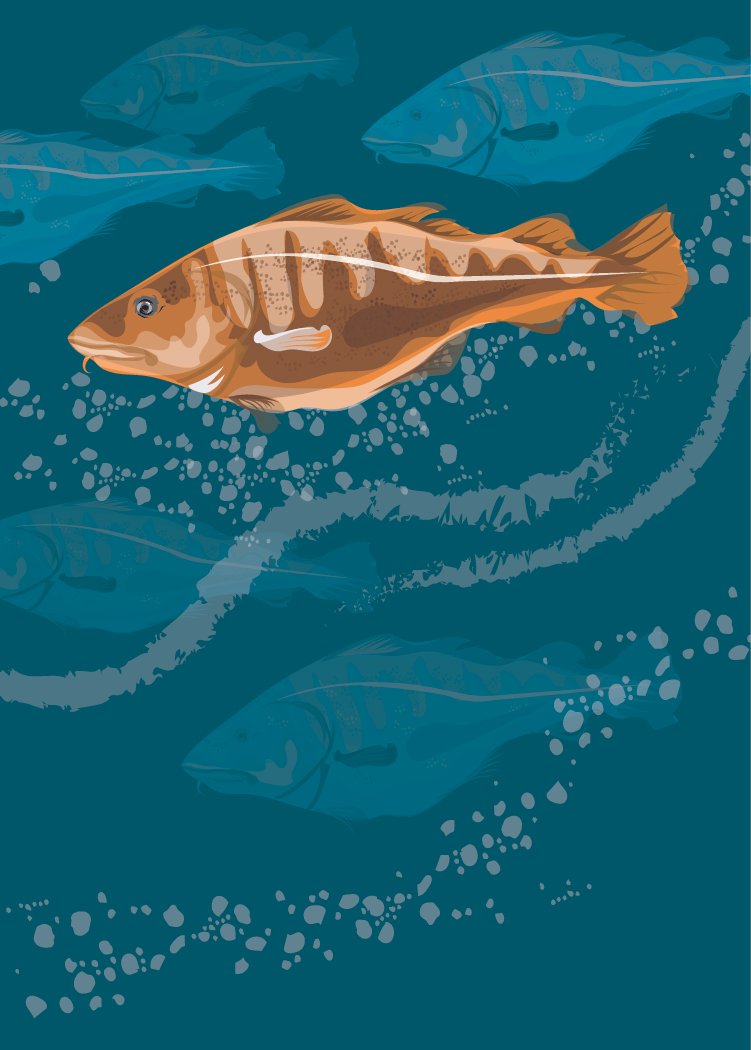Atlantic Cod