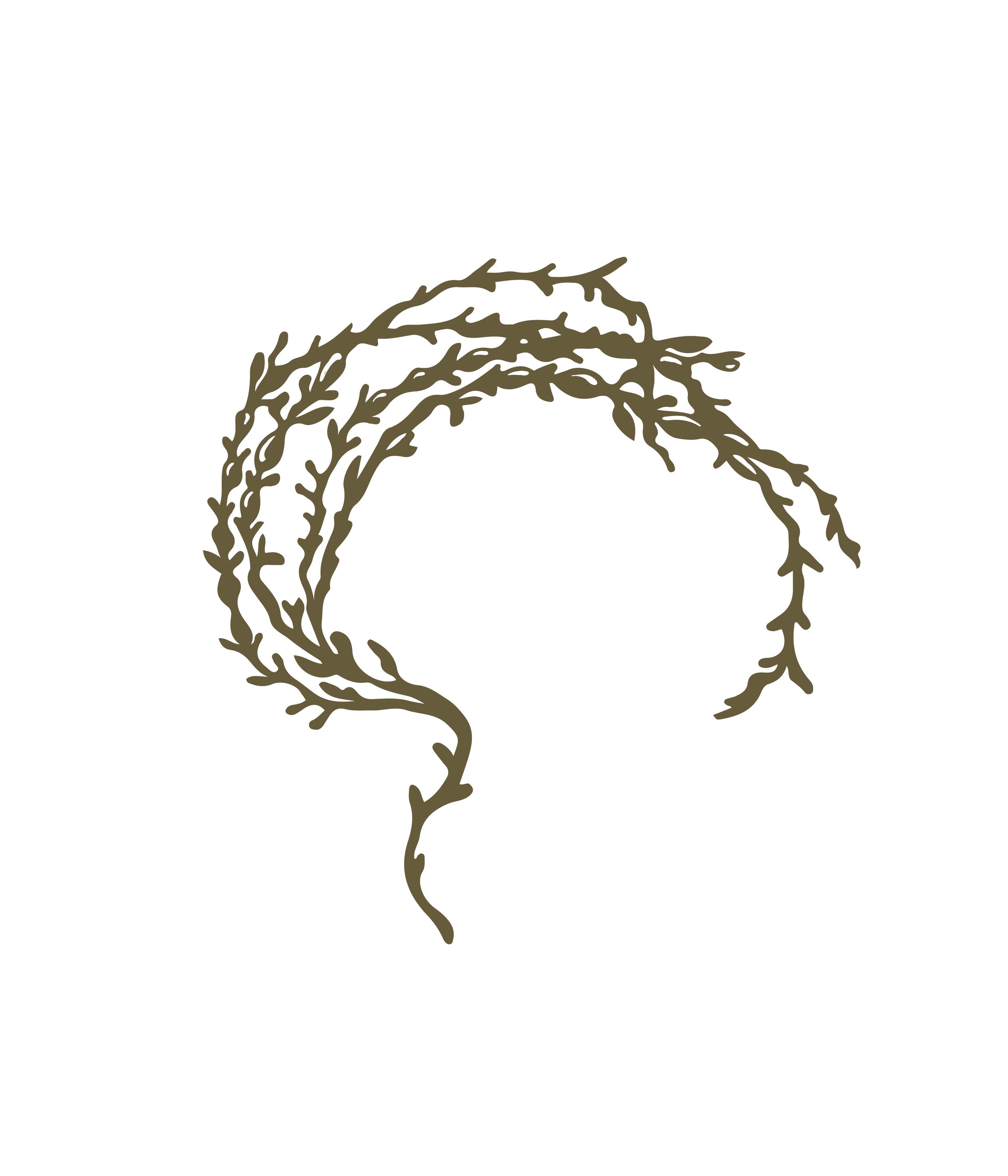 Ascophyllum nodosum