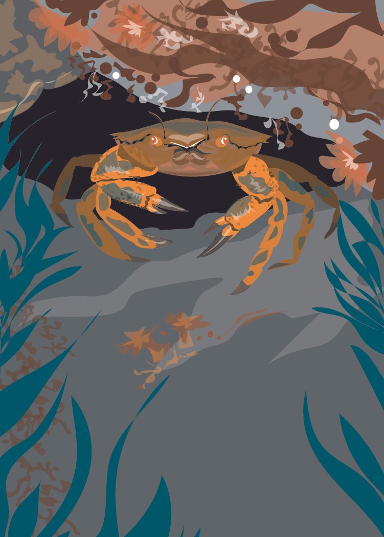 Velvet Crab