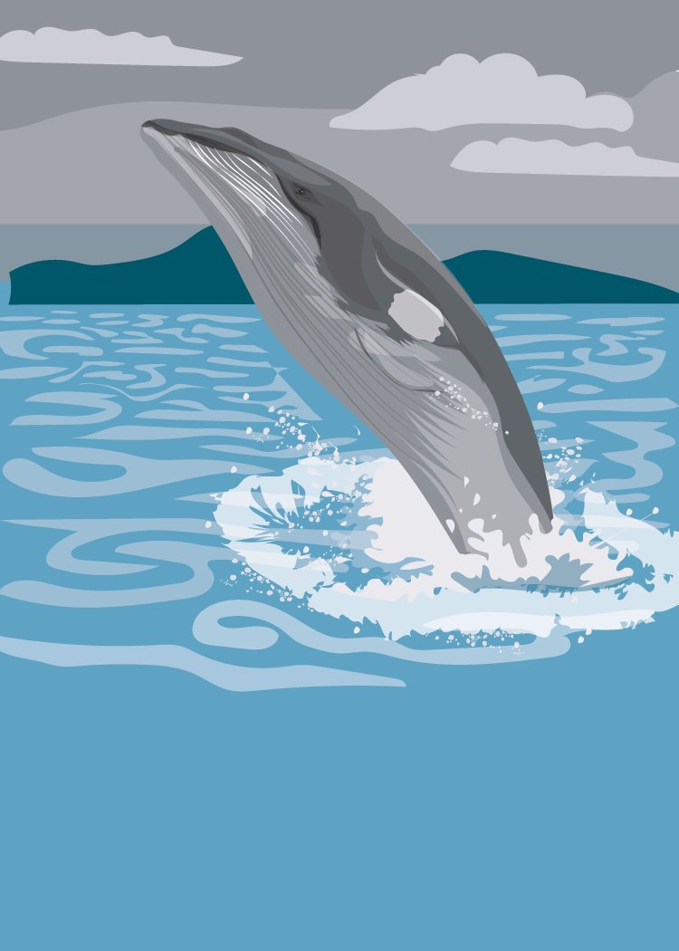 Minke Whale