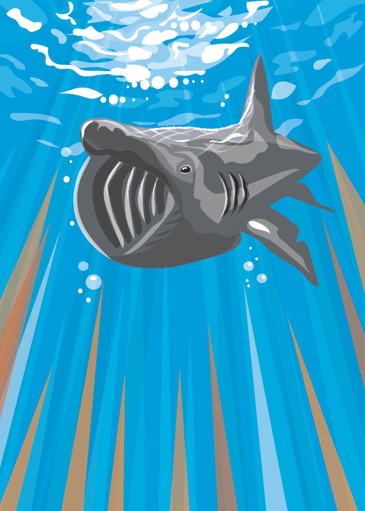 Basking Shark
