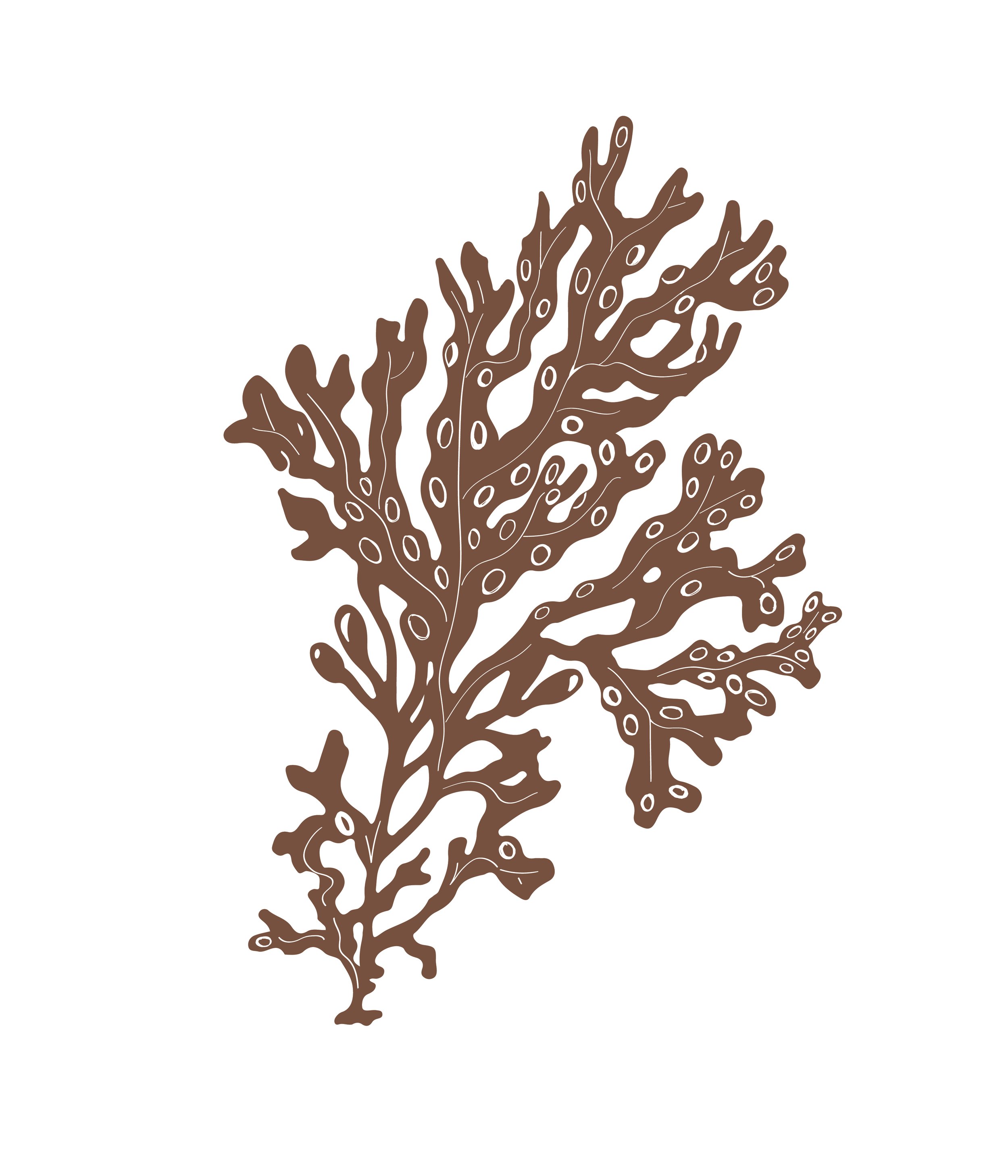 Fucus vesiculosus