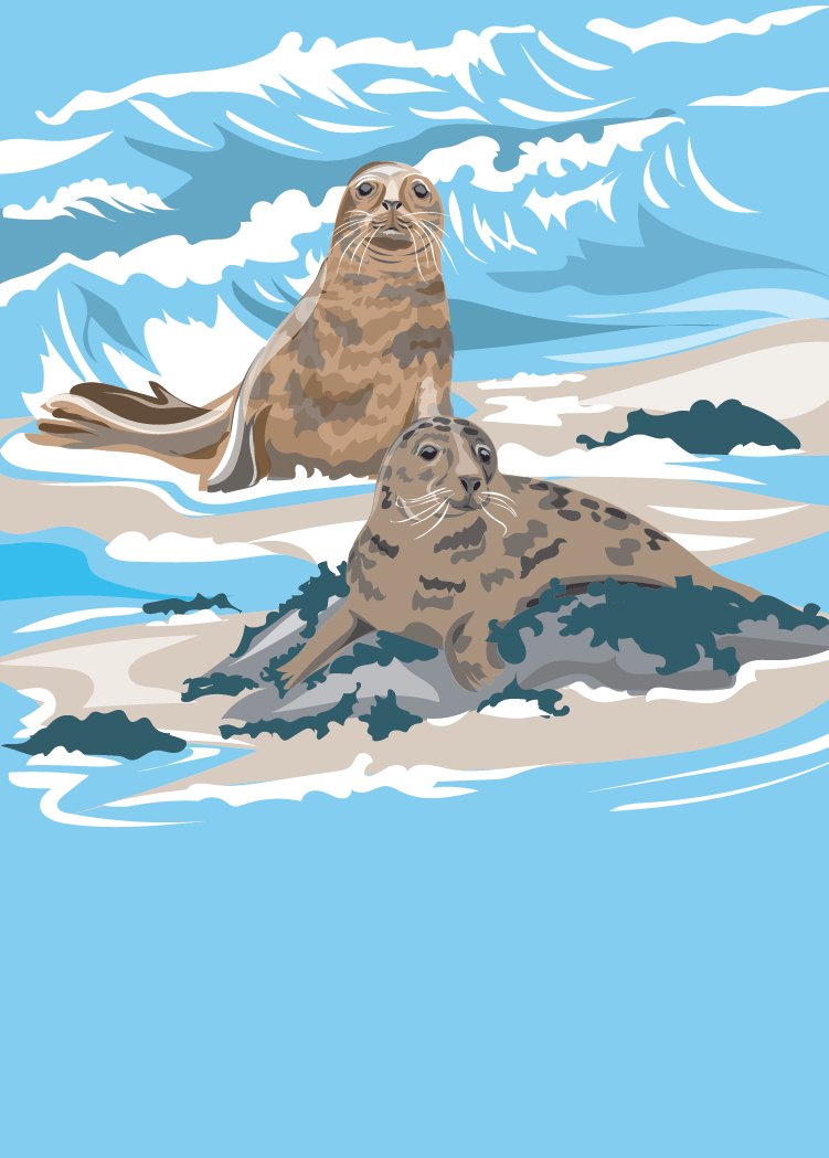 Grey Seal