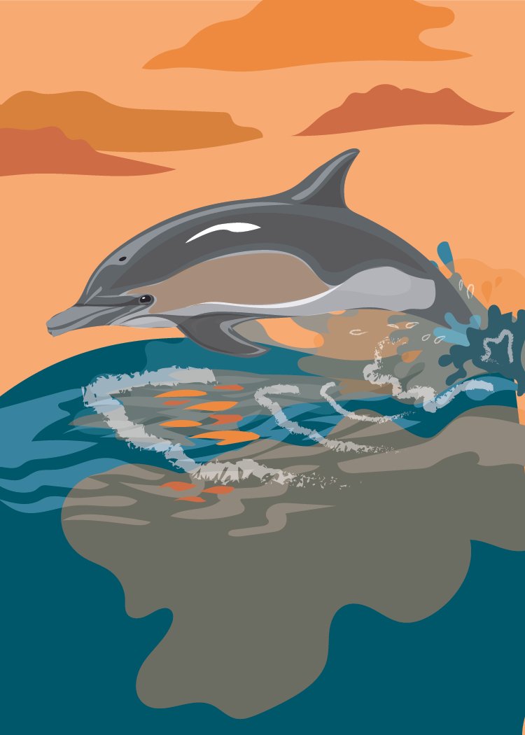 Common Dolphin