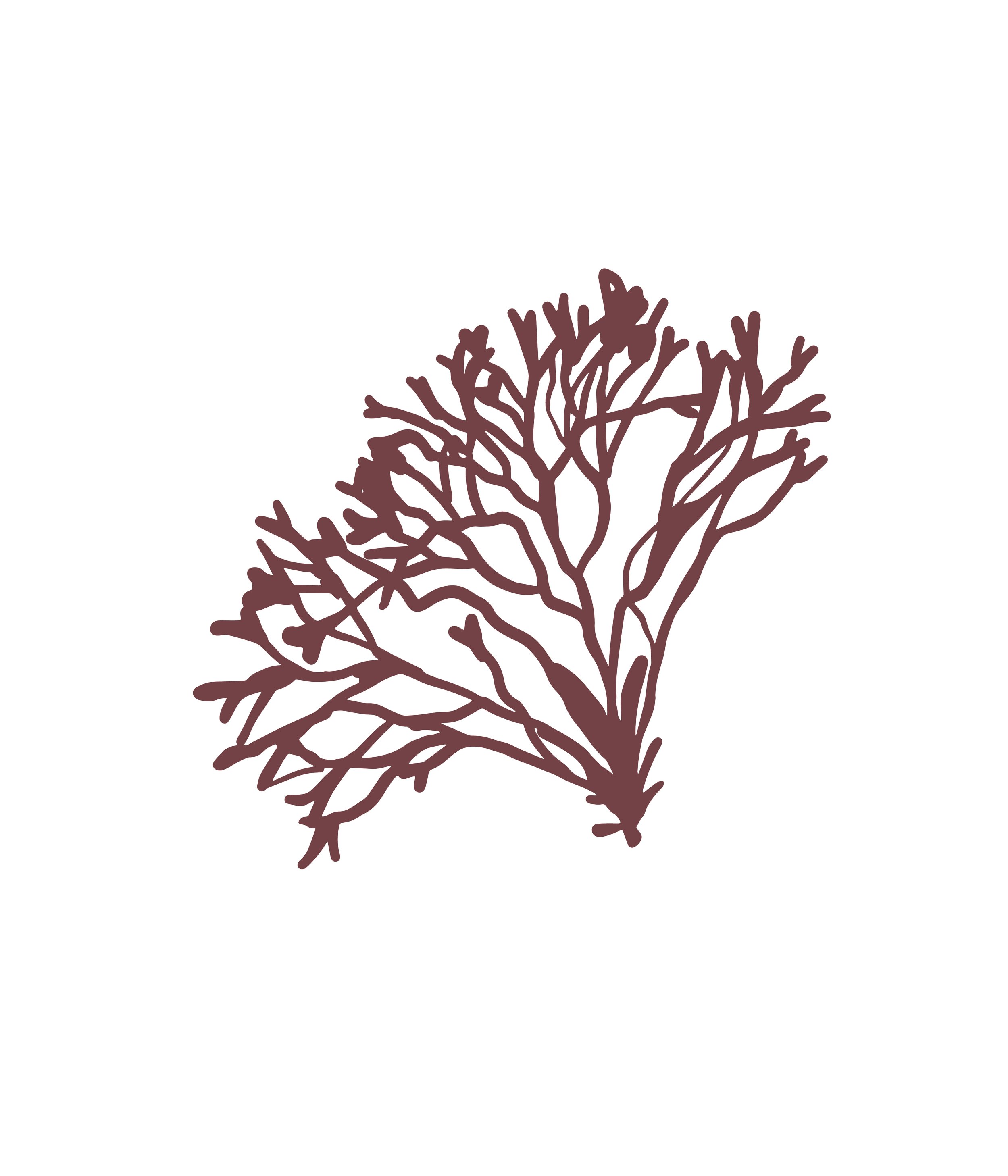 Chondrus crispus