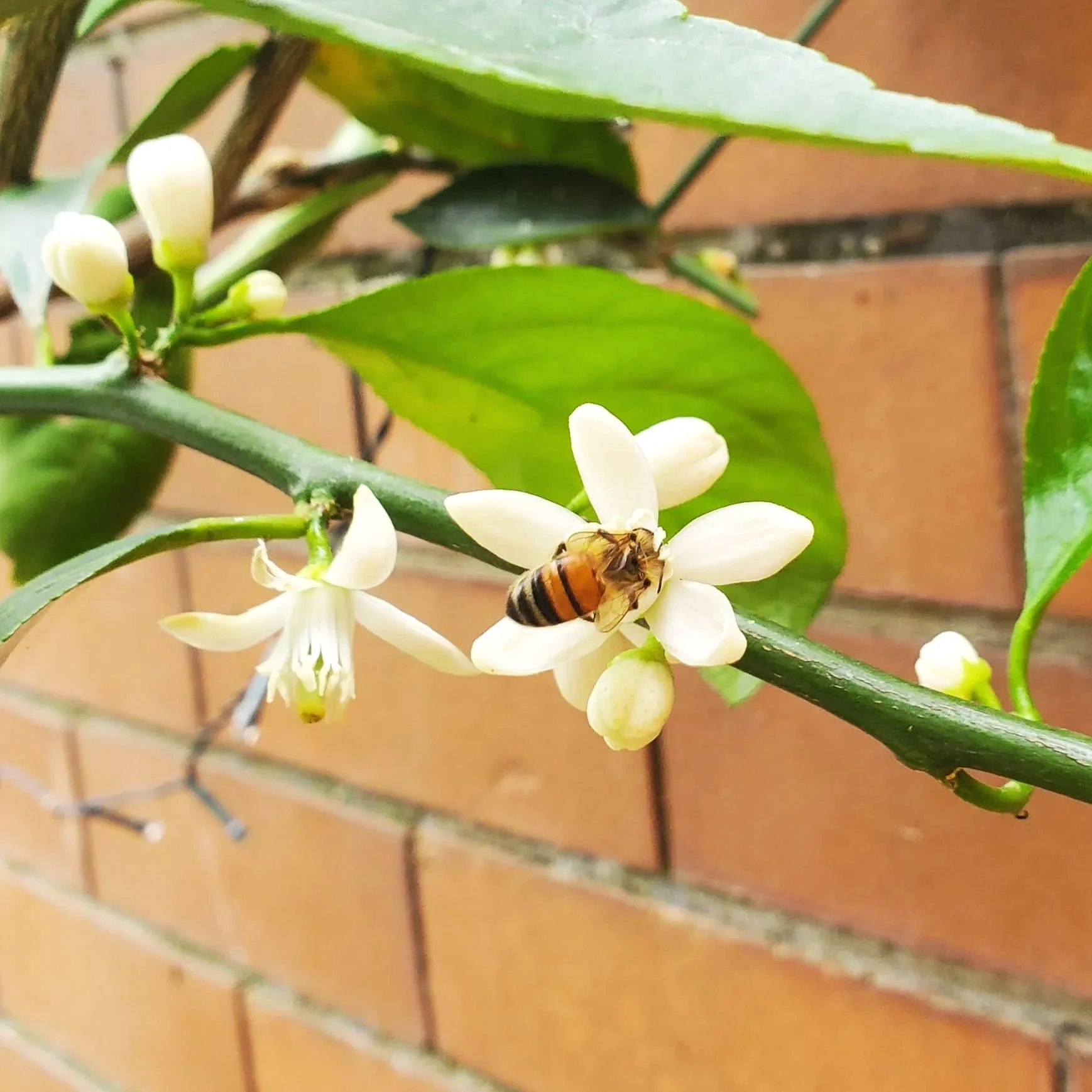 That Time I Allowed a Lemon Tree in My Garden