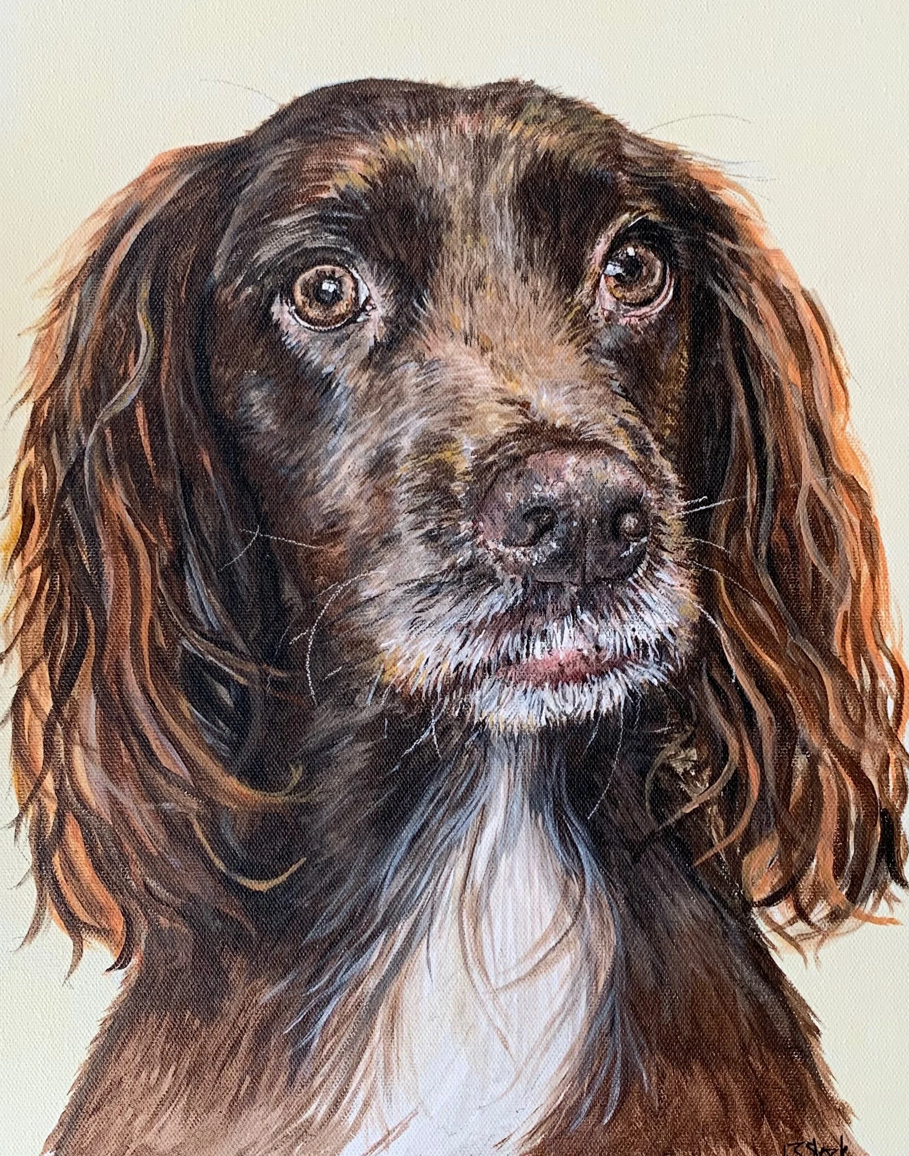 Eva the Sprocker Spaniel 
Acrylic on canvas board 12 x 16