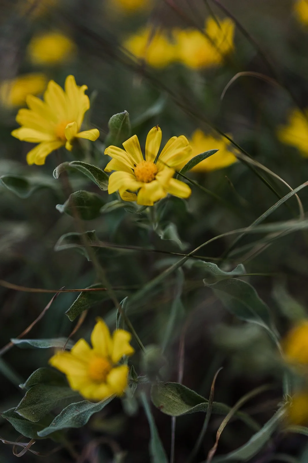 Wildflowers near Peanut Lake in Crested Butte, Colorado. Photography by Trail Magic Elopements and Micro Weddings.