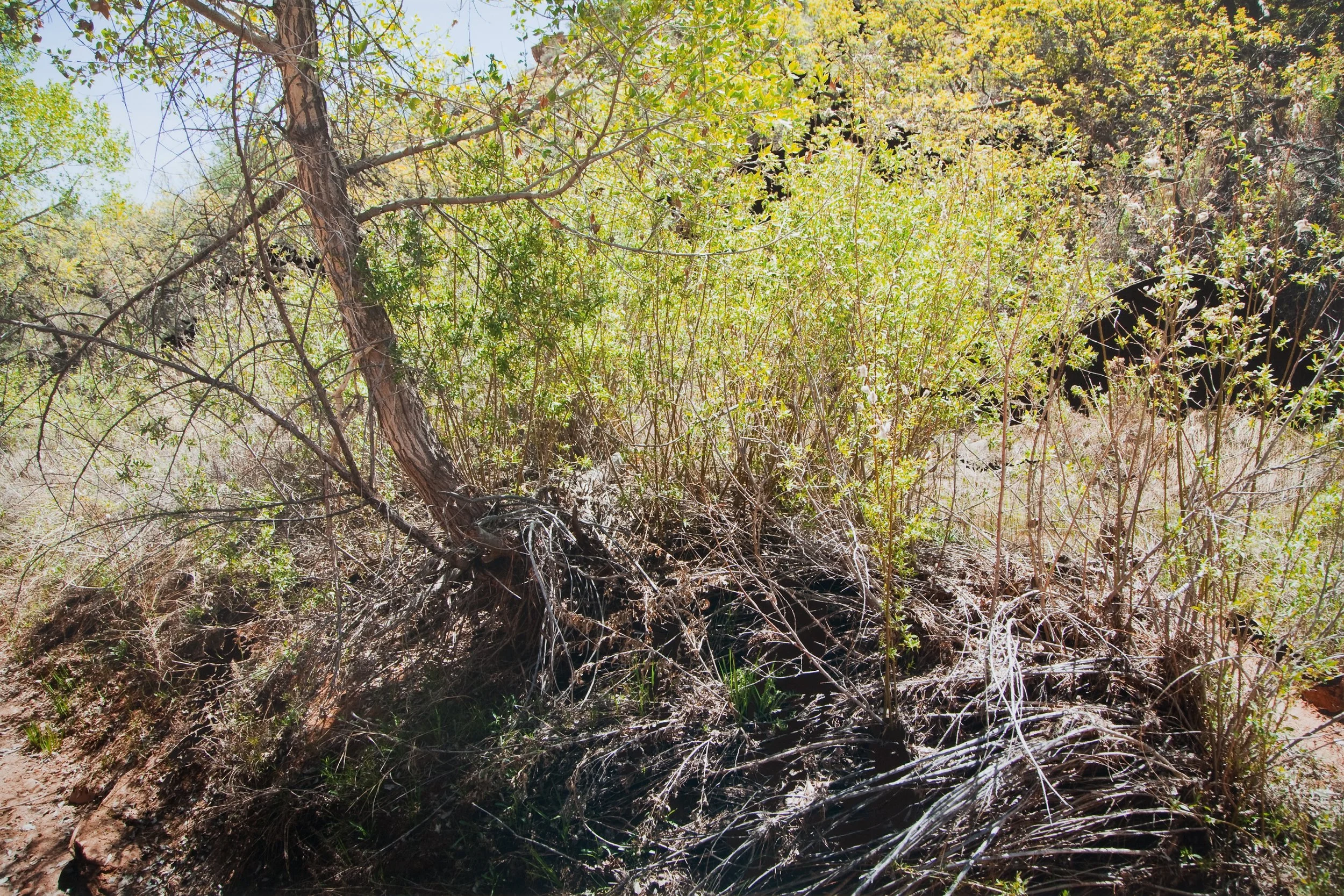 Spring Leaves, photograph and gouache paint, 21 x 30”