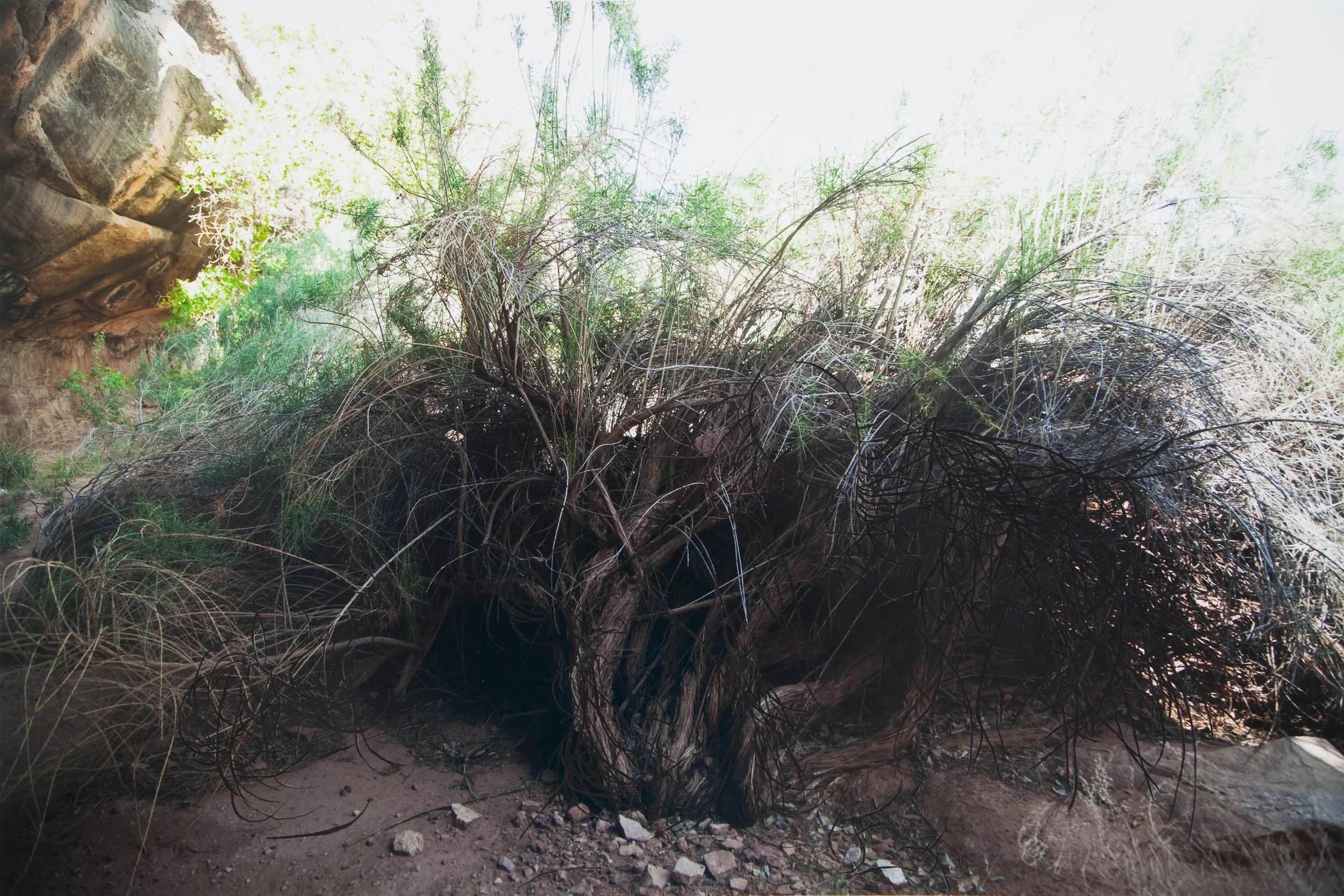 Bramble, photograph and gouache paint, 19 x 27”,