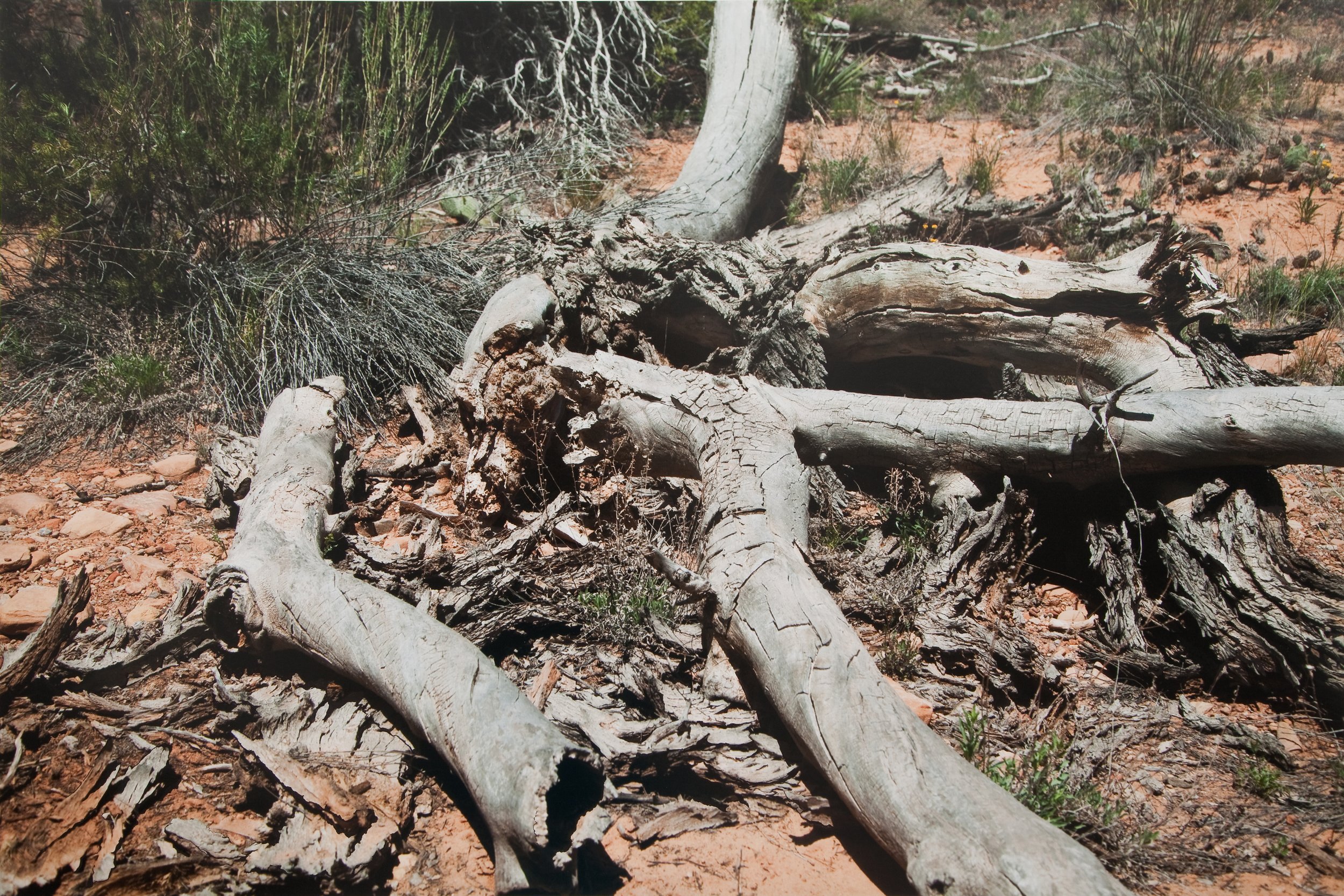 Limb fall, photograph and gouache paint, 24 x 34”