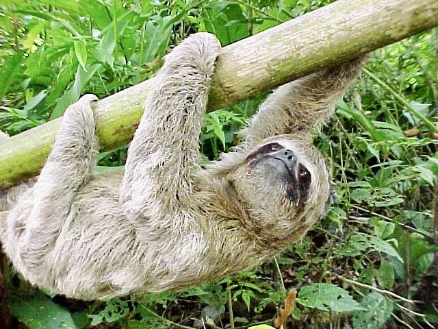 SLOTH2.JPG