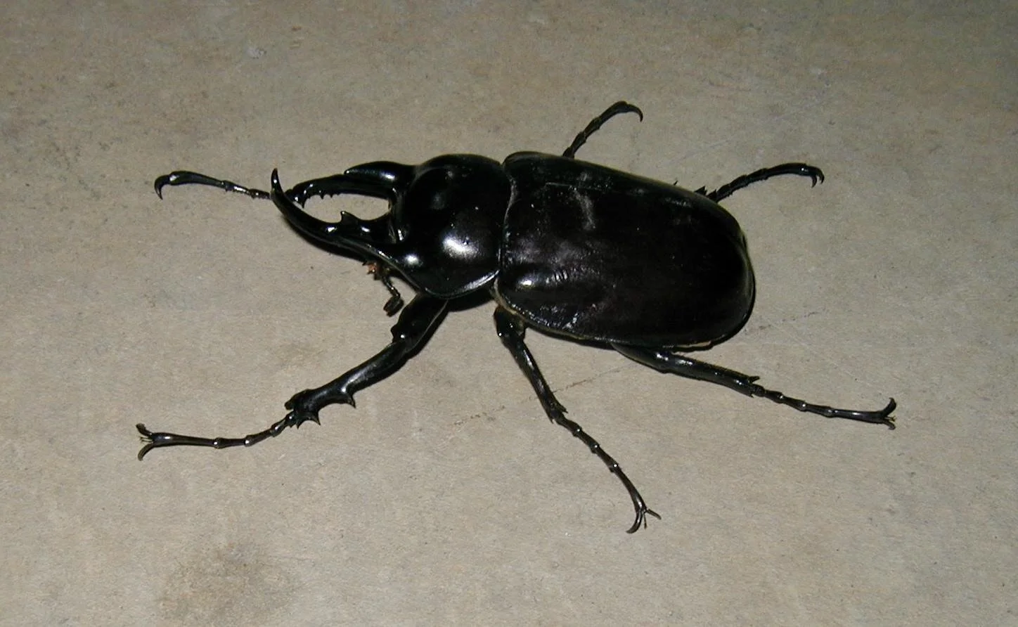 Rhino beetle7.JPG